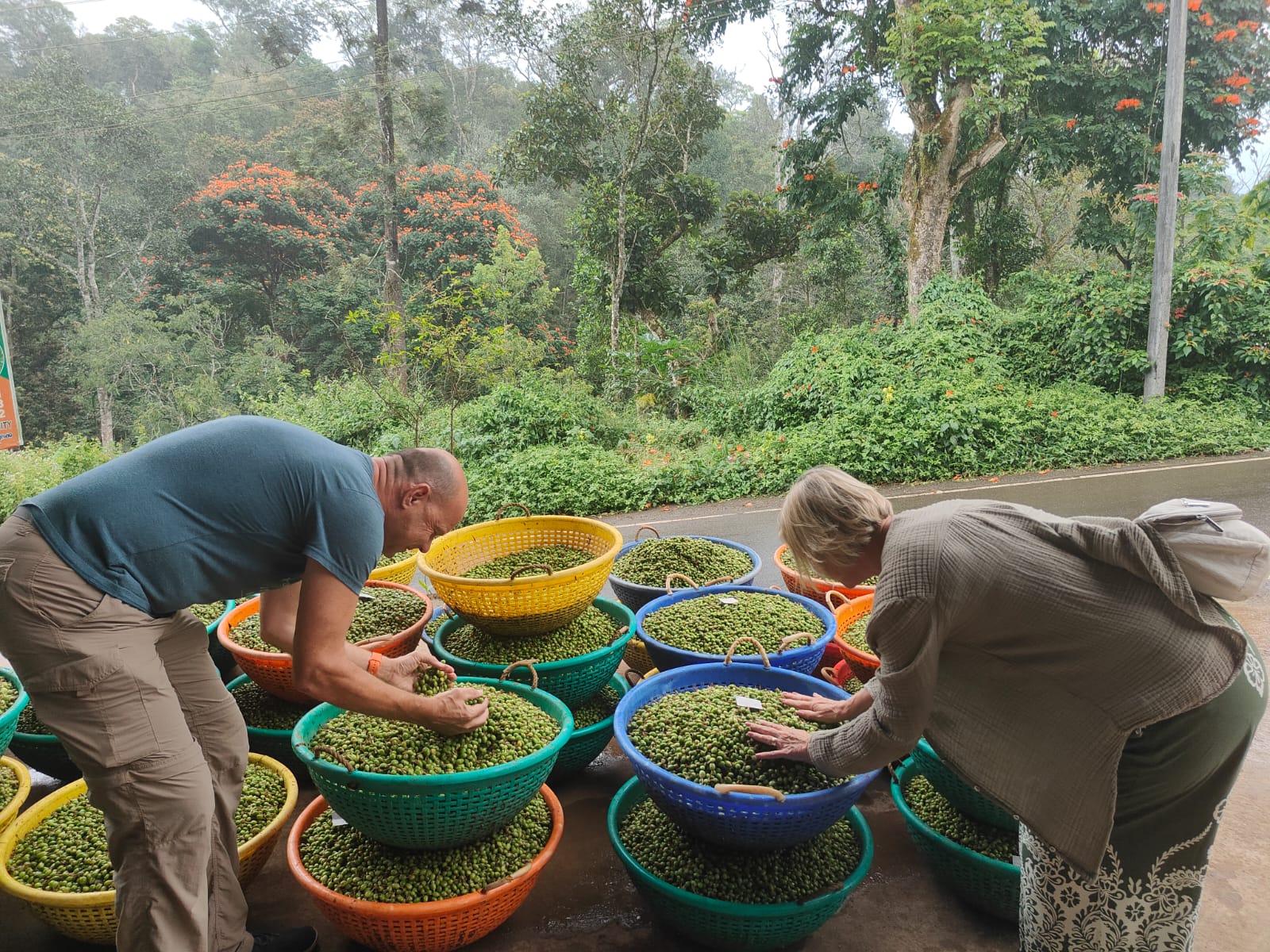 Coffee Beans Sorting